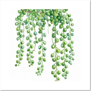 Water Color String of Pearls House Plant Posters and Art